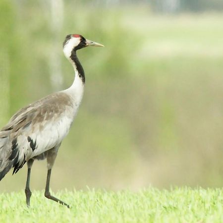 Pokoje Goscinne "Tak Lubisz" Gardna Wielka Extérieur photo