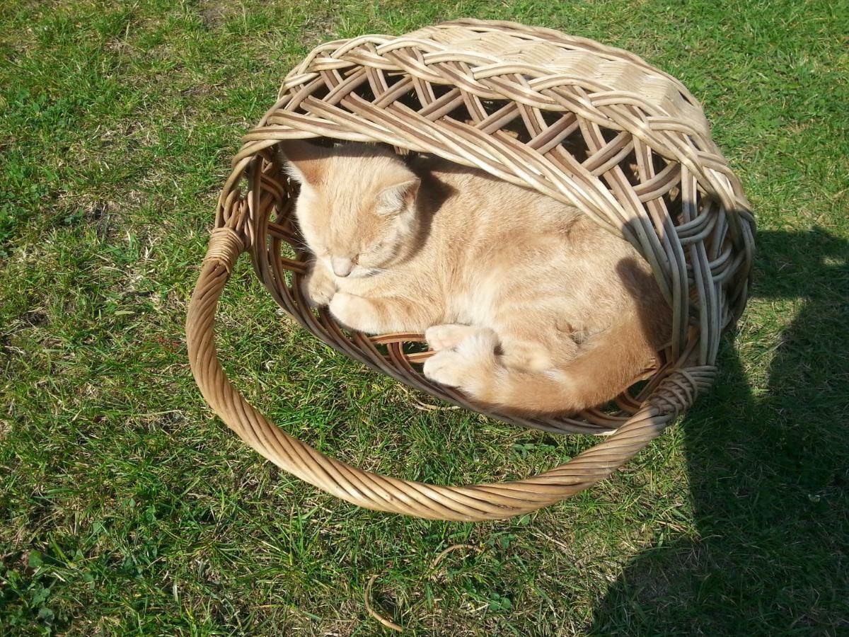 Pokoje Goscinne "Tak Lubisz" Gardna Wielka Extérieur photo